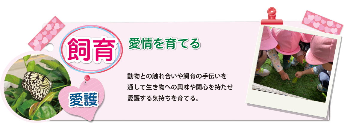 [飼育]動物との触れ合いや飼育の手伝いを通して生き物への興味や関心を持たせ愛護する気持ちを育てる。